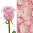 thumbnail image 1 of Member's Mark Roses and Petals Combo, 75 stems+ 2,000 petals, choose color, 1 of 4