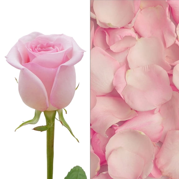 Member's Mark Roses and Petals Combo, 75 stems+ 2,000 petals, choose color