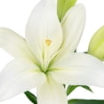 thumbnail image 3 of Member's Mark LA Hybrid Lilies, choose color and stem count, 3 of 8