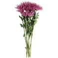 thumbnail image 3 of Member's Mark Spider Mums, choose color and stem count, 3 of 7