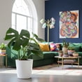 thumbnail image 4 of Costa Farms 10" Monstera Tropical Plant in Decorative Pot, 4 of 9