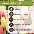 thumbnail image 6 of Member's Mark Tulip Pastel Blend Dormant Bulbs, 40pk, 6 of 9