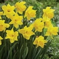 thumbnail image 4 of Member's Mark Daffodil Blooms All Spring Blend Dormant Bulbs, 40pk, 4 of 12