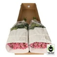 thumbnail image 3 of Member's Mark Fair Trade Roses, 75 stems, Choose color variety, 3 of 5