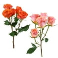 thumbnail image 2 of Member's Mark Spray Roses, Choose color variety and stem count, 2 of 3