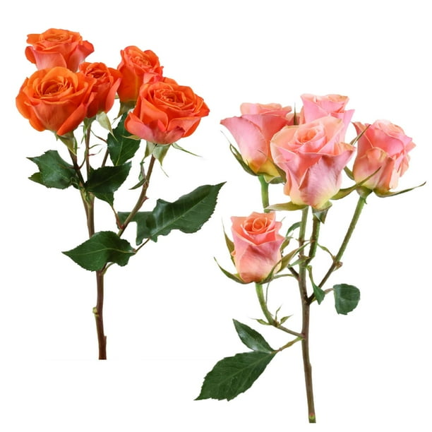 Member's Mark Spray Roses, Choose color variety and stem count