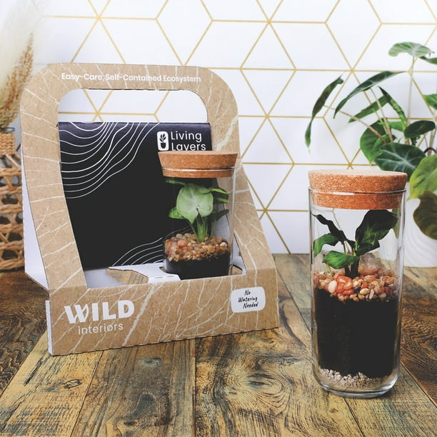 Live Assorted Terrarium, 2-Pack - Samsclub.com