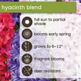thumbnail image 6 of Member's Mark Hyacinth Blend Dormant Bulbs, 20pk, 6 of 9