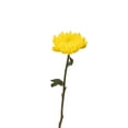 thumbnail image 3 of Member's Mark Football Mums, choose color and stem count, 3 of 6