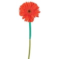 thumbnail image 5 of Member's Mark Gerbera Daisies, choose color and stem count, 5 of 8