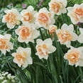 thumbnail image 3 of Member's Mark Daffodil Replete Dormant Bulbs, 32pk, 3 of 9