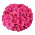 thumbnail image 1 of Member's Mark Gerbera Daisies, choose color and stem count, 1 of 7