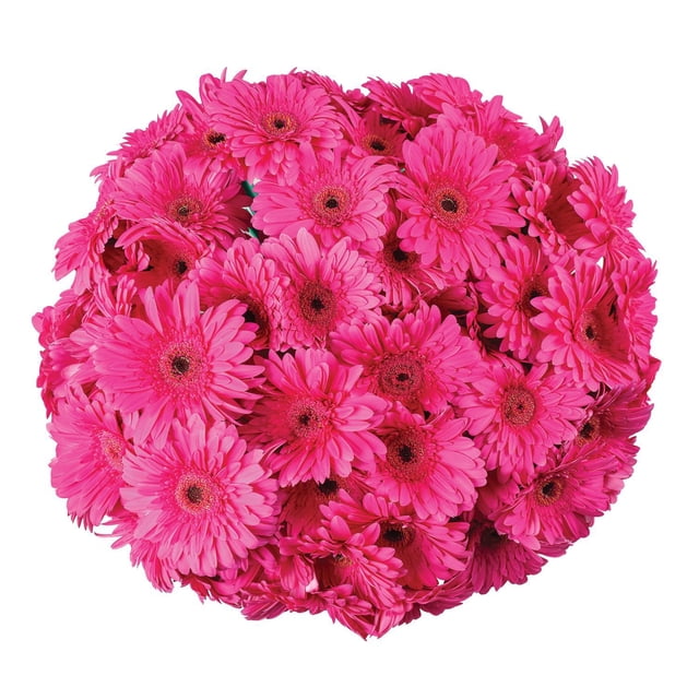 Member's Mark Gerbera Daisies, choose color and stem count