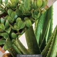 thumbnail image 2 of 6" Aloe and Jade in Clay Pot, 2 of 5