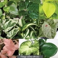 thumbnail image 2 of 5" Premium Foliage Hanging Pot, 2 of 5