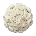 thumbnail image 1 of Ranunculus, 60 stems, choose color, 1 of 6