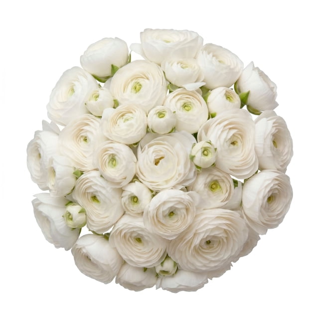 Ranunculus, 60 stems, choose color