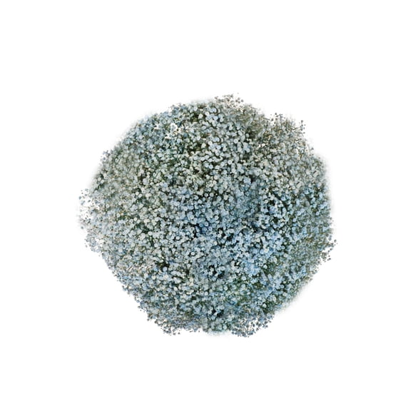 Member's Mark Enhanced Gypsophila, choose color and stem count