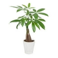 thumbnail image 1 of 5" Money Tree, 1 of 1