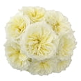 thumbnail image 1 of Member's Mark Garden Roses, 36 stems, Choose color variety, 1 of 6