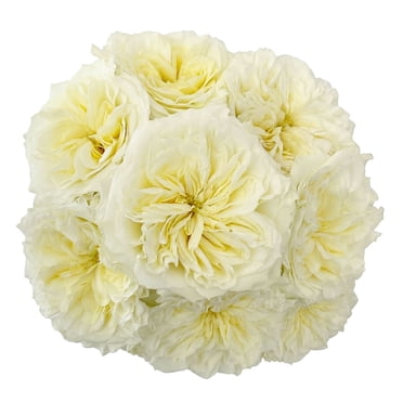 Member's Mark Garden Roses, 36 stems, Choose color variety