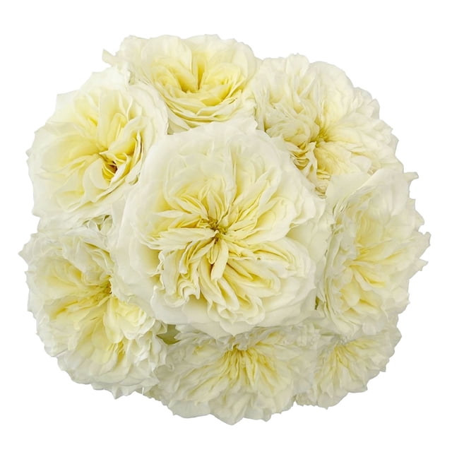 Member's Mark Garden Roses, 36 stems, Choose color variety