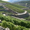 thumbnail image 2 of Fonseca Porto Bin 27 Dessert Wine 750 ml, 2 of 2