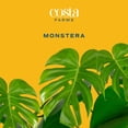 thumbnail image 3 of Costa Farms 10" Monstera Tropical Plant in Decorative Pot, 3 of 9