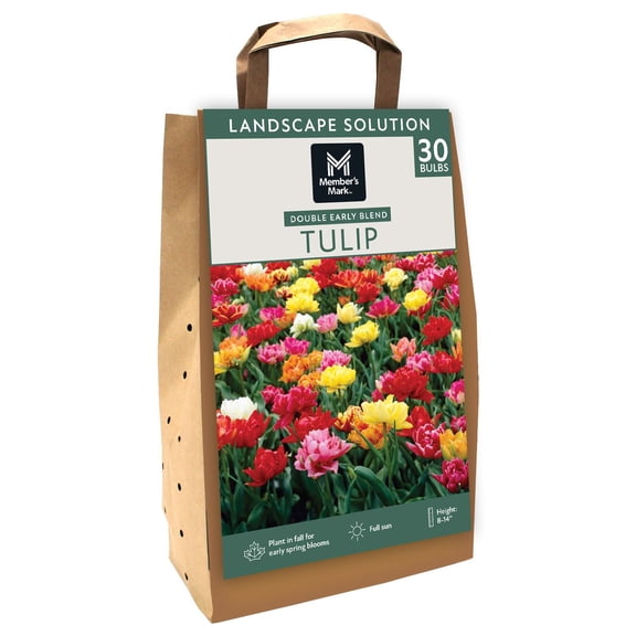 Member's Mark Tulip Double Early Blend Dormant Bulbs, 30pk