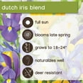 thumbnail image 6 of Member's Mark Dutch Iris Blend Dormant Bulbs, 70pk, 6 of 9