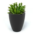 thumbnail image 2 of Mayne Caprio Tall Planter, Choose Size, 2 of 6