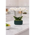 thumbnail image 3 of 10" White Orchid Planter in Bistro Green Pot, 3 of 5