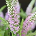 thumbnail image 3 of Member's Mark Veronica Flower, 100 stems, choose color, 3 of 4