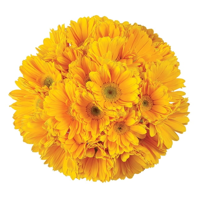 Member's Mark Gerbera Daisies, choose color and stem count