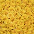 thumbnail image 5 of Member's Mark Ecuadorian Premium Roses, choose color variety and stem count, 5 of 6