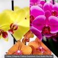 thumbnail image 2 of 5" Premium Orchids in Salmon, Magenta, and Yellow in Grower Pot, 6 Pack, 2 of 5