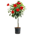thumbnail image 1 of Costa Farms Live 10" Tropical Hibiscus Standard, Flowering, 1 of 8