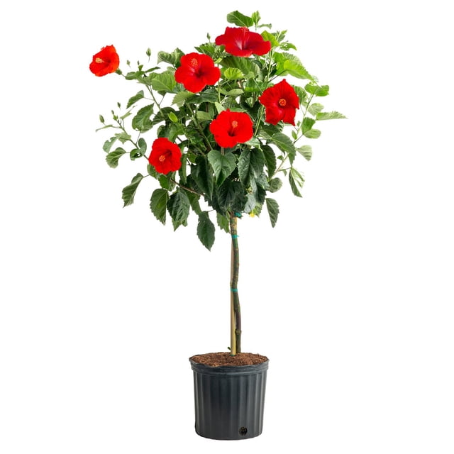 Costa Farms Live 10" Tropical Hibiscus Standard, Flowering