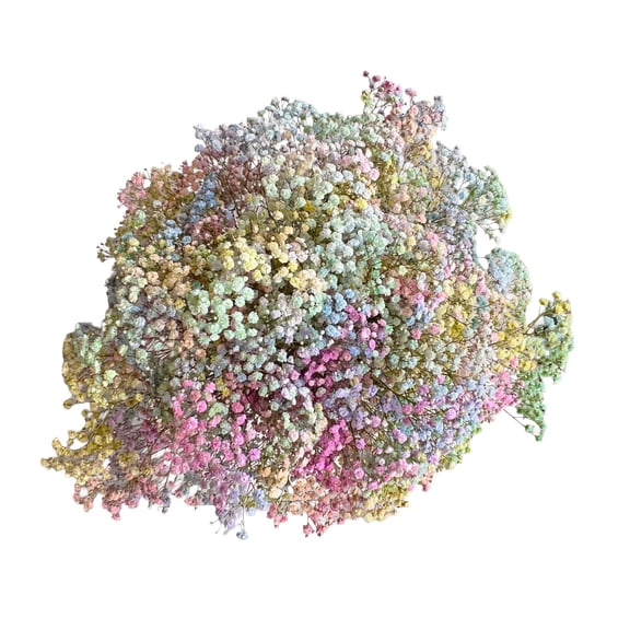 Member's Mark Enhanced Gypsophila, choose color and stem count