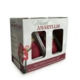 thumbnail image 5 of Holiday Waxed Amaryllis Bulbs, 2pk, 5 of 6