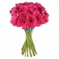thumbnail image 2 of Member's Mark Gerbera Daisies, choose color and stem count, 2 of 7