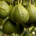 thumbnail image 3 of Organic Avocados, 5 ct., 3 of 3