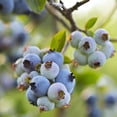 thumbnail image 5 of Member's Mark Blueberry Legacy & Bluecrop, 2pk, 5 of 10