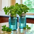 thumbnail image 2 of Modern Sprout's Organic Herb Garden Grow Kit, 2pk, 2 of 6