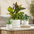 thumbnail image 1 of Member's Mark Bubble Ceramic Planter & Saucer, Set of 3, 1 of 2