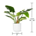 thumbnail image 4 of Live 8" Philodendron Imperial Green in Ceramic Pot, 4 of 4