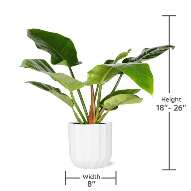 Live 8" Philodendron Imperial Green in Ceramic Pot