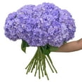 thumbnail image 2 of Member's Mark Color Enhanced Hydrangeas, 20 stems, choose color, 2 of 4