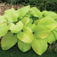 thumbnail image 5 of Member's Mark Hosta Collection Tortilla Chip, Lakeside Little Tuft, Mama Mia Dormant Bulbs, 6pk, 5 of 9