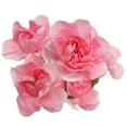 thumbnail image 2 of Member's Mark Mini Carnations, Choose color and stem count, 2 of 5